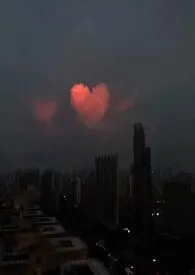 白桃松木(校园)