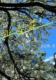 小梨花(校园h 1V1)